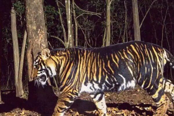 Forensic experts expose poached tigers in Madhya Pradesh, uncovering international trafficking | Bhopal News